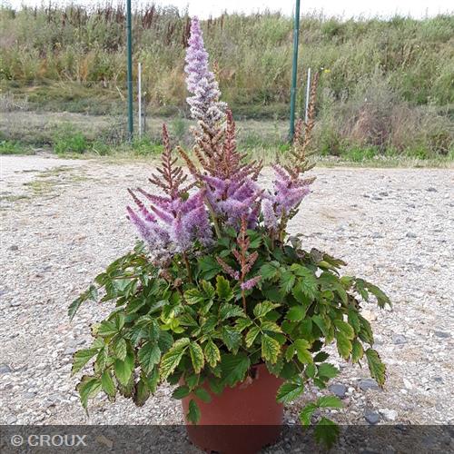 ASTILBE chinensis 'Pumila'