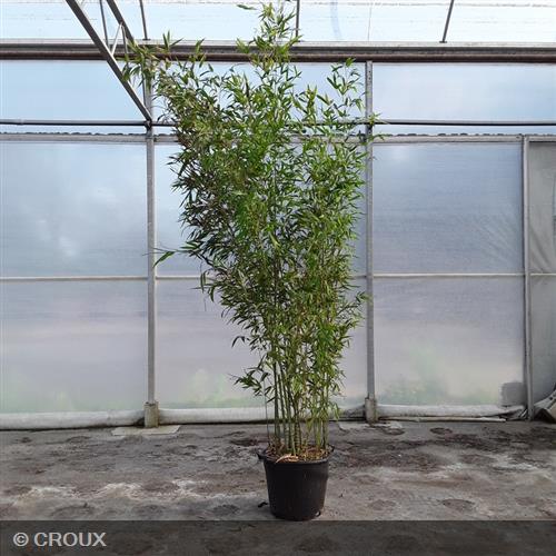 BAMBOU PHYLLOSTACHYS aurea