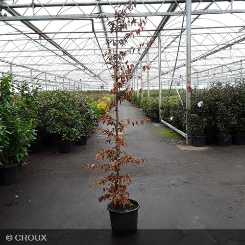 CARPINUS betulus