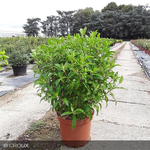 CARYOPTERIS x clandonensis 'Grand Bleu®'