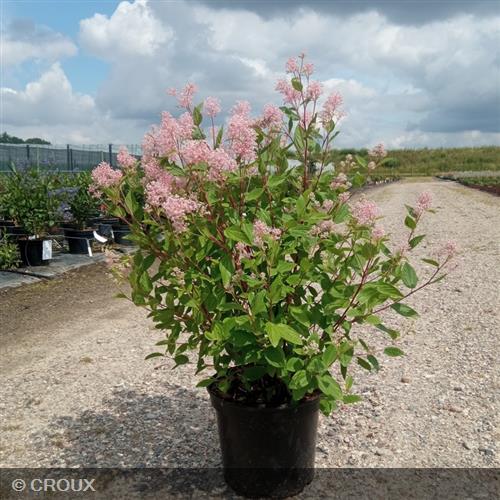 CEANOTHUS x pallidus 'Marie Simon'