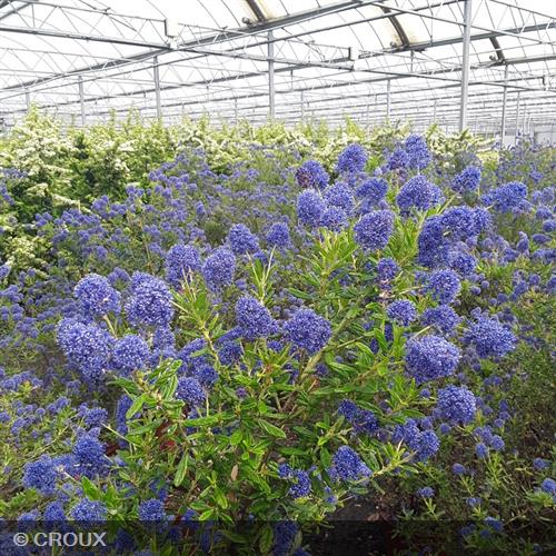 CEANOTHUS thyrsiflorus 'Cascade'