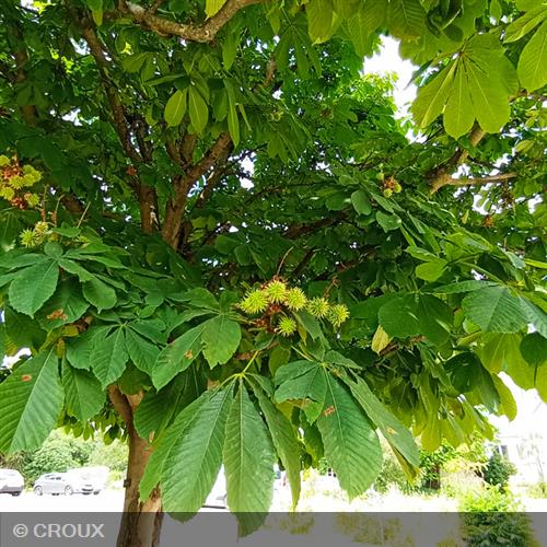 CASTANEA sativa Bouche de betizac