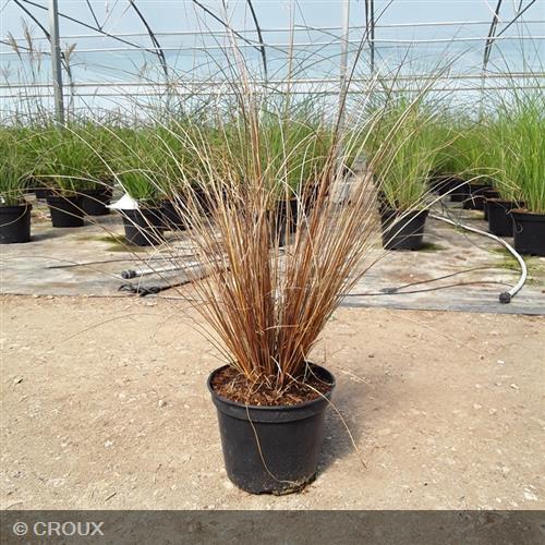 CAREX buchananii 'Red rooster'