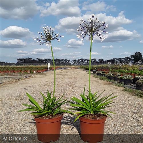 AGAPANTHUS x 'Fireworks®'