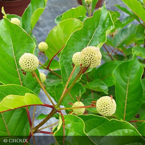 CEPHALANTHUS occidentalis