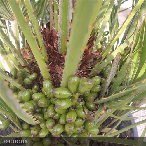CHAMAEROPS humilis