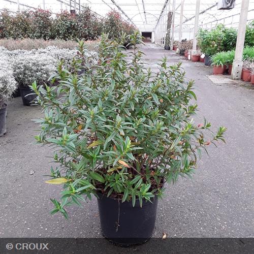CISTUS x loretii