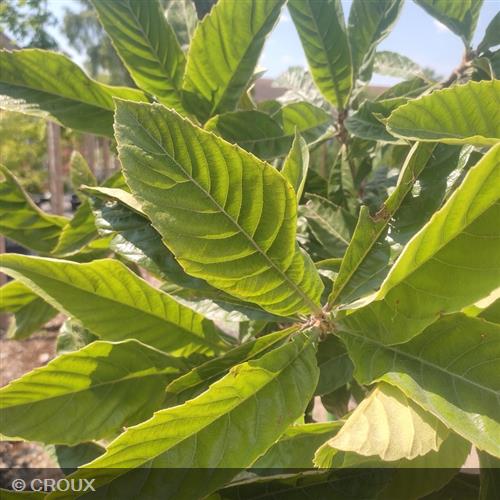 ERIOBOTRYA japonica