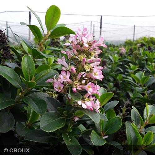 ESCALLONIA laevis 'Pink Elle®'