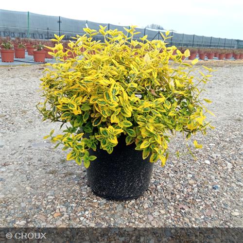 EUONYMUS fortunei 'Emerald Gold'