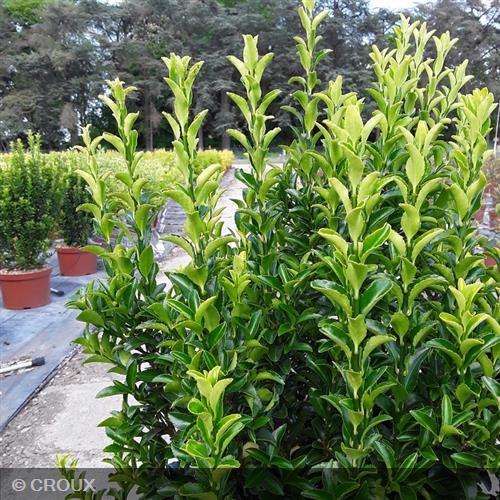 EUONYMUS japonicus 'Green Spire'