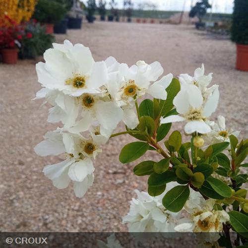 EXOCHORDA x macrantha 'The Bride'