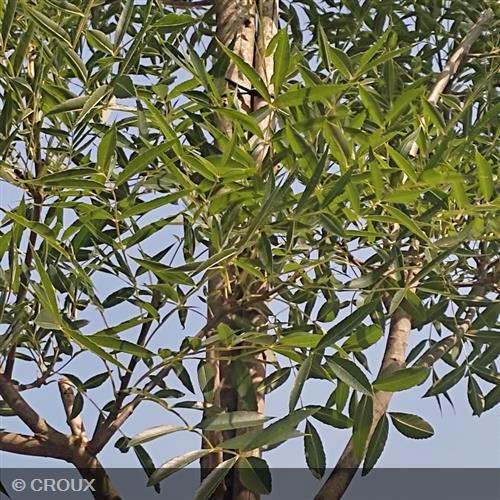 FRAXINUS angustifolia 'Raywood'