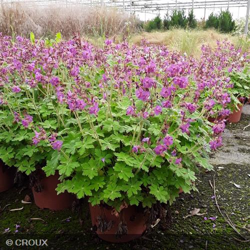 GERANIUM macrorrhizum 'Bevan's Variety'