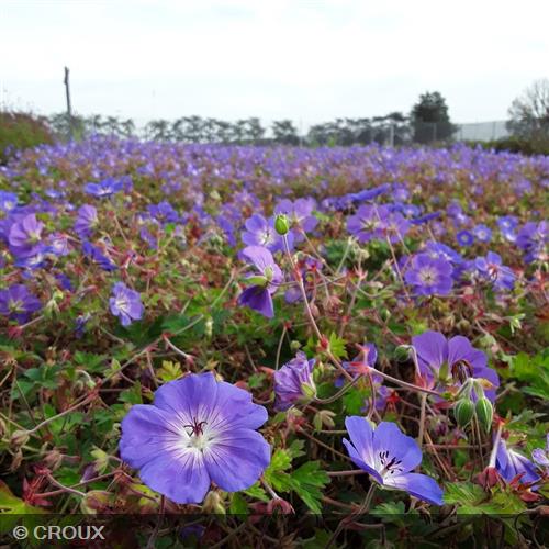 GERANIUM 'Rozanne'