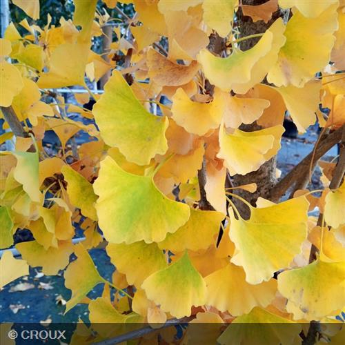 GINKGO biloba
