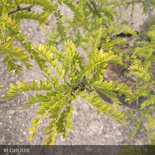 GLEDITSIA triacanthos 'Sunburst'