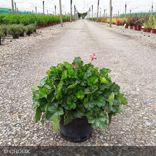 HEUCHERA 'Pluie de Feu®'