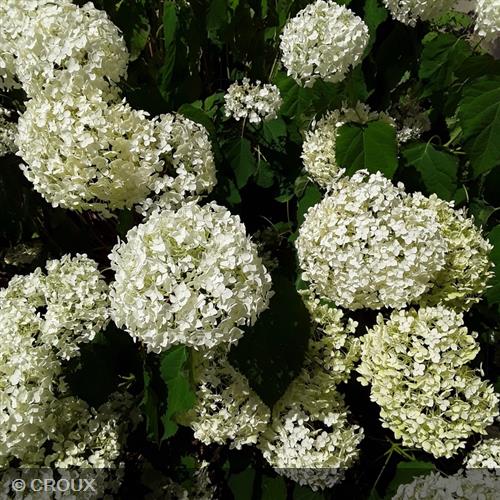HYDRANGEA arborescens 'Annabelle'