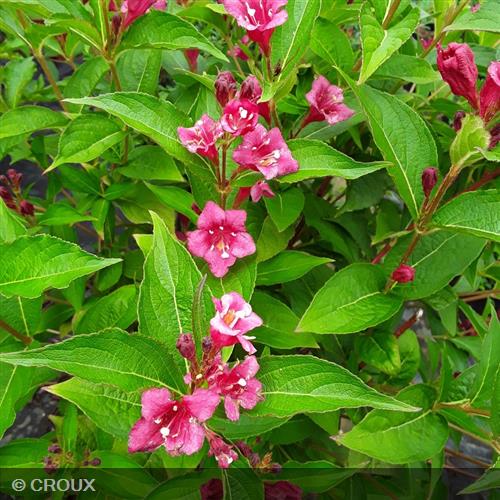 WEIGELA x florida 'Bristol Ruby'