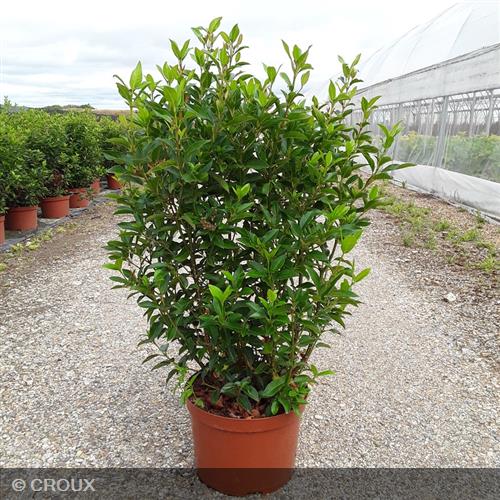 VIBURNUM tinus 'Giganteum'