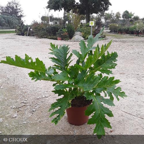 ACANTHUS mollis