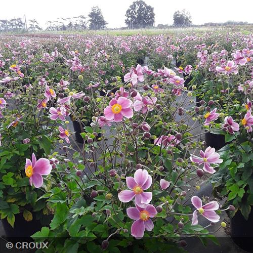 ANEMONE hupehensis 'Praecox'
