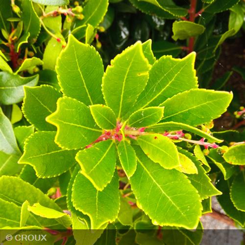 ARBUTUS unedo