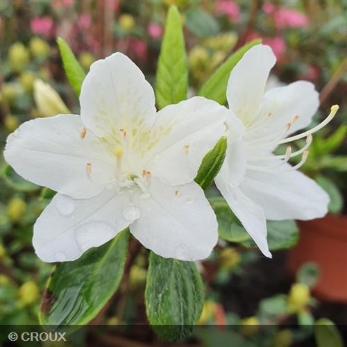 AZALEA japonica 'White Lady'