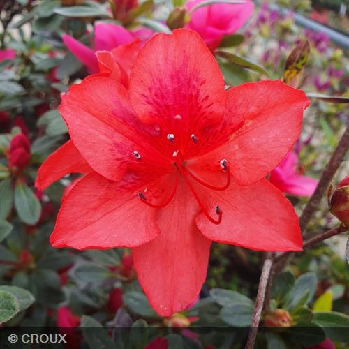 AZALEA japonica 'Crouxii Oronte'