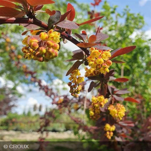 BERBERIS x ottawensis 'Superba'