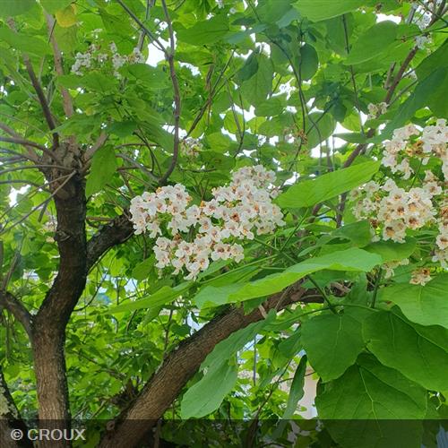 CATALPA bignonioides