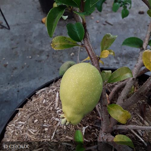 CHAENOMELES x superba 'Orange Trail'