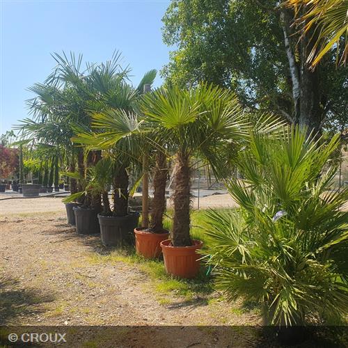CHAMAEROPS excelsa Taille tronc