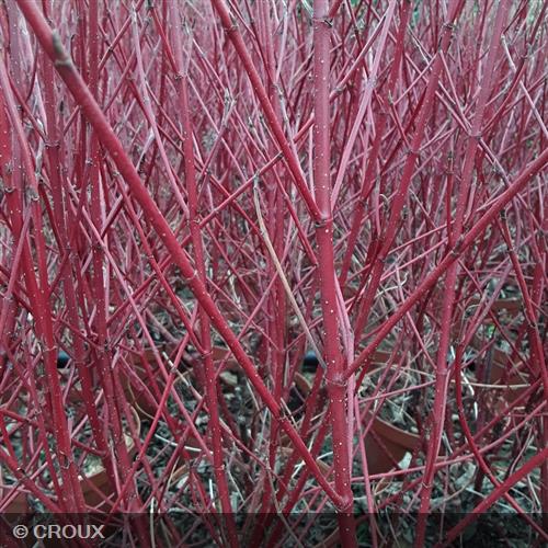 CORNUS alba 'Argenteomarginata'