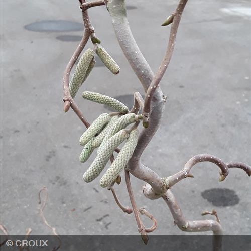 CORYLUS avellana 'Contorta'