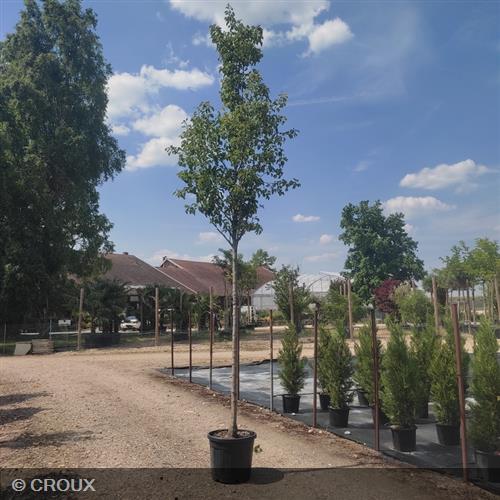 PYRUS calleryana 'Chanticleer'