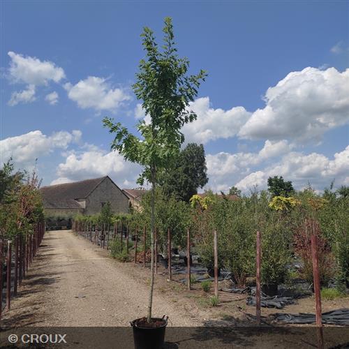 QUERCUS rubra
