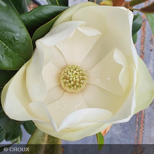 MAGNOLIA grandiflora 'Praecox'