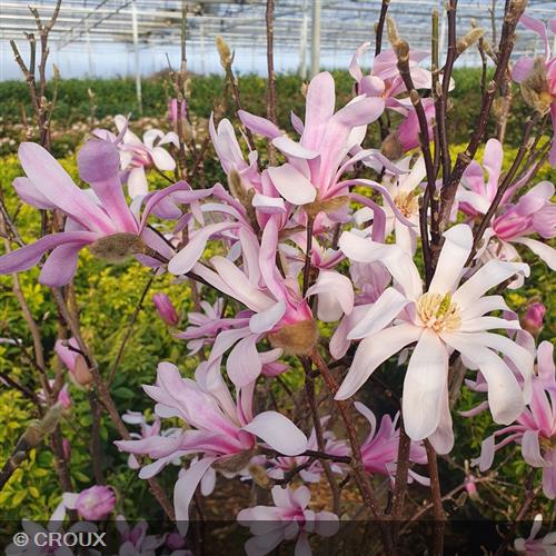 MAGNOLIA x loebneri 'Leonard Messel'