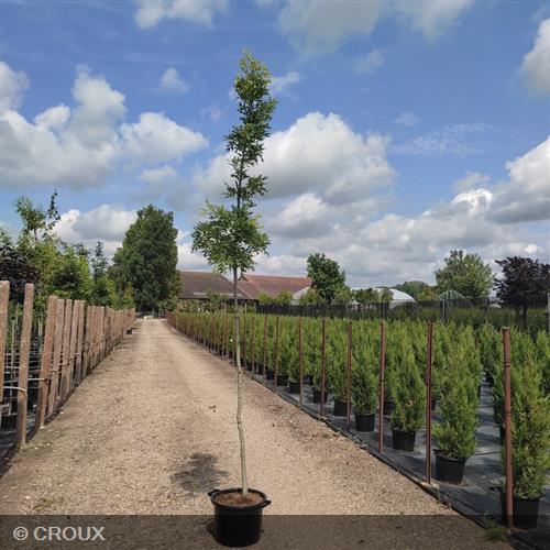 QUERCUS coccinea Splendens