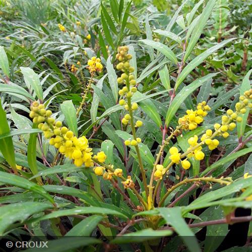 MAHONIA eurybracteata 'Sweet Winter®'
