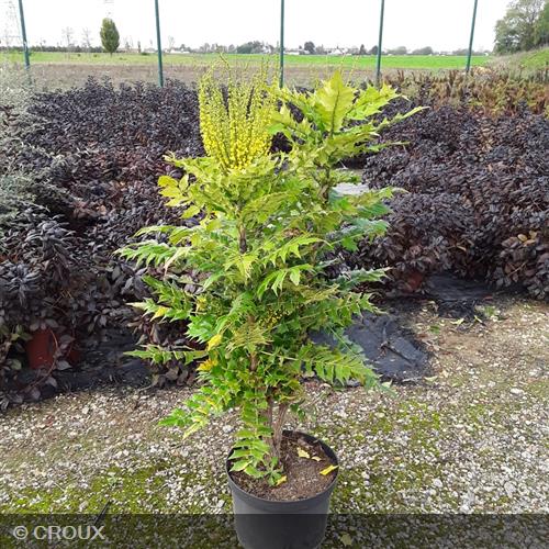 MAHONIA x media 'Winter Sun'