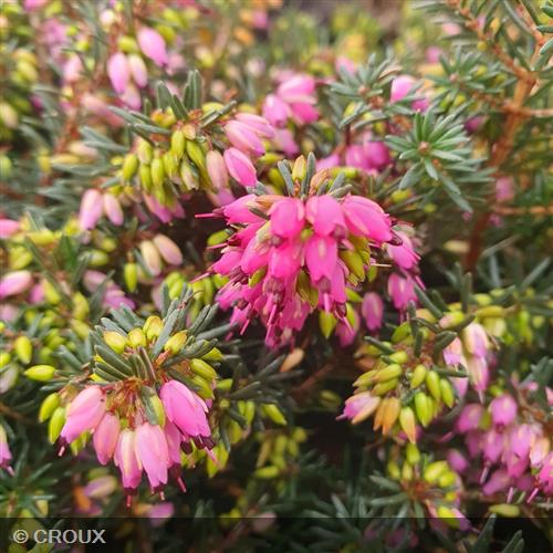ERICA x darleyensis 'Kramer's Rote'