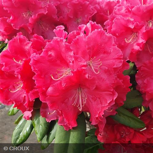 RHODODENDRON x 'Markeeta’s Prize'