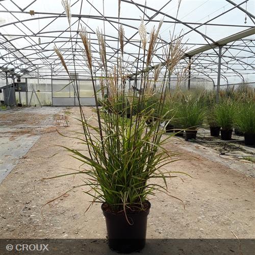 MISCANTHUS sinensis 'Graziella'