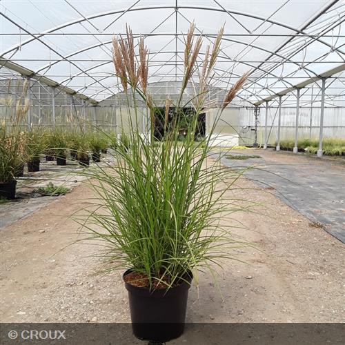 MISCANTHUS sinensis 'Red Chief'