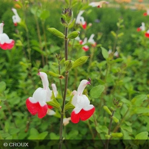 SALVIA microphylla 'Hotlips'