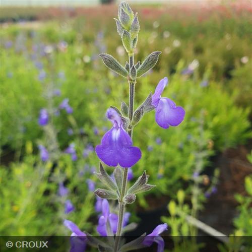 SALVIA microphylla 'Delice Feline®'